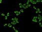 eEF2 Antibody